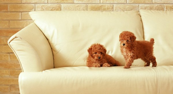 Image result for upholstery