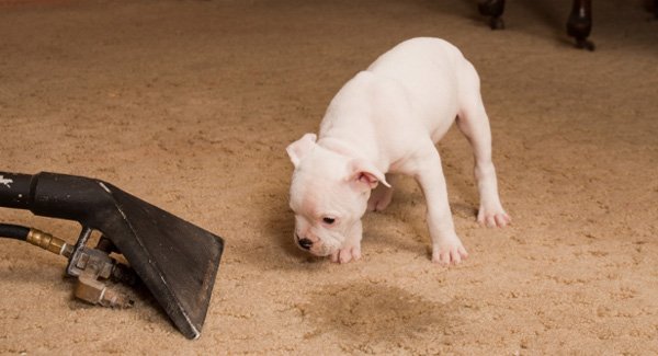 Cheap Pet Stain and Odour Removal and Cleaning Cleaners Melbourne - Zero Spot Cleaners