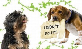 Cheap Pet Stain and Odour Removal and Cleaning Cleaners Melbourne - Zero Spot Cleaners